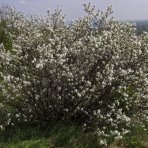 Muchovník jelšolistý (Amelanchier alnifolia) ´GREATBERRY´® - výška 40-50 cm, kont. C5L